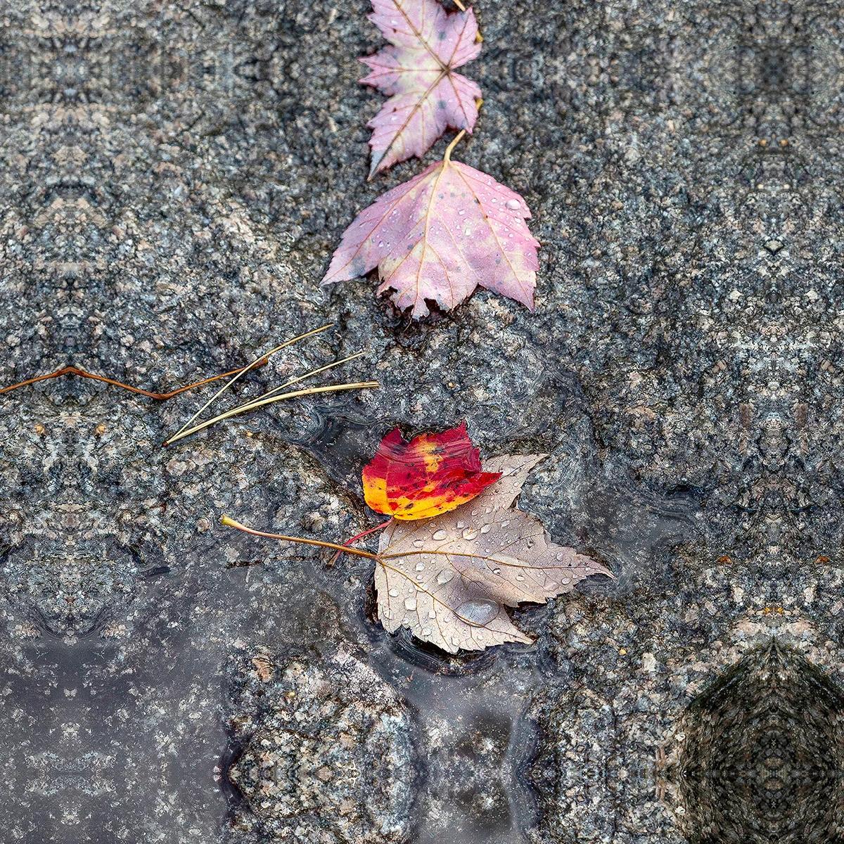 Fall Leaves on Granite
