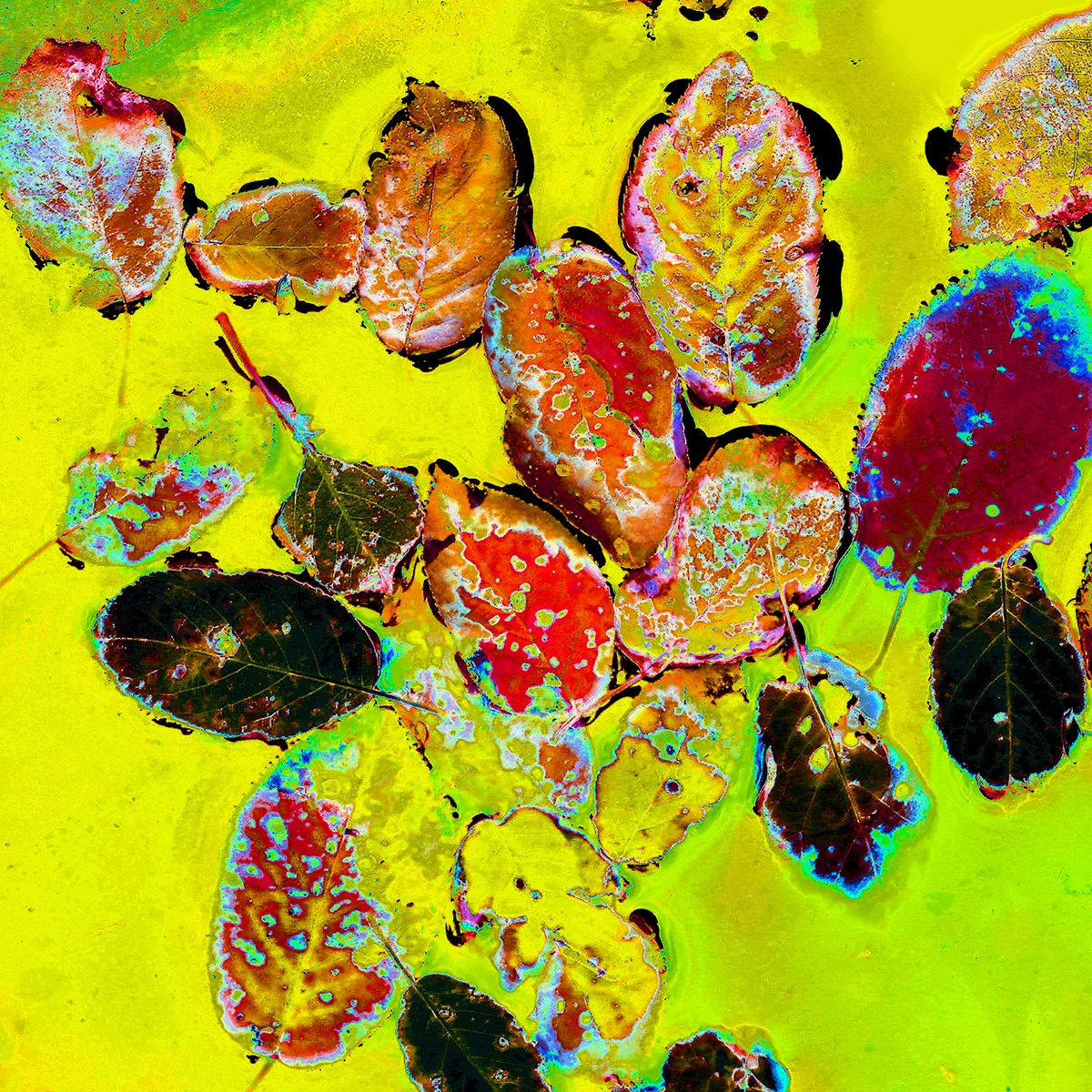 Leaf Abstract VII
