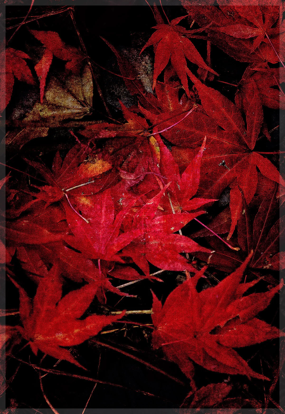 Red Maple Leaf Collage 