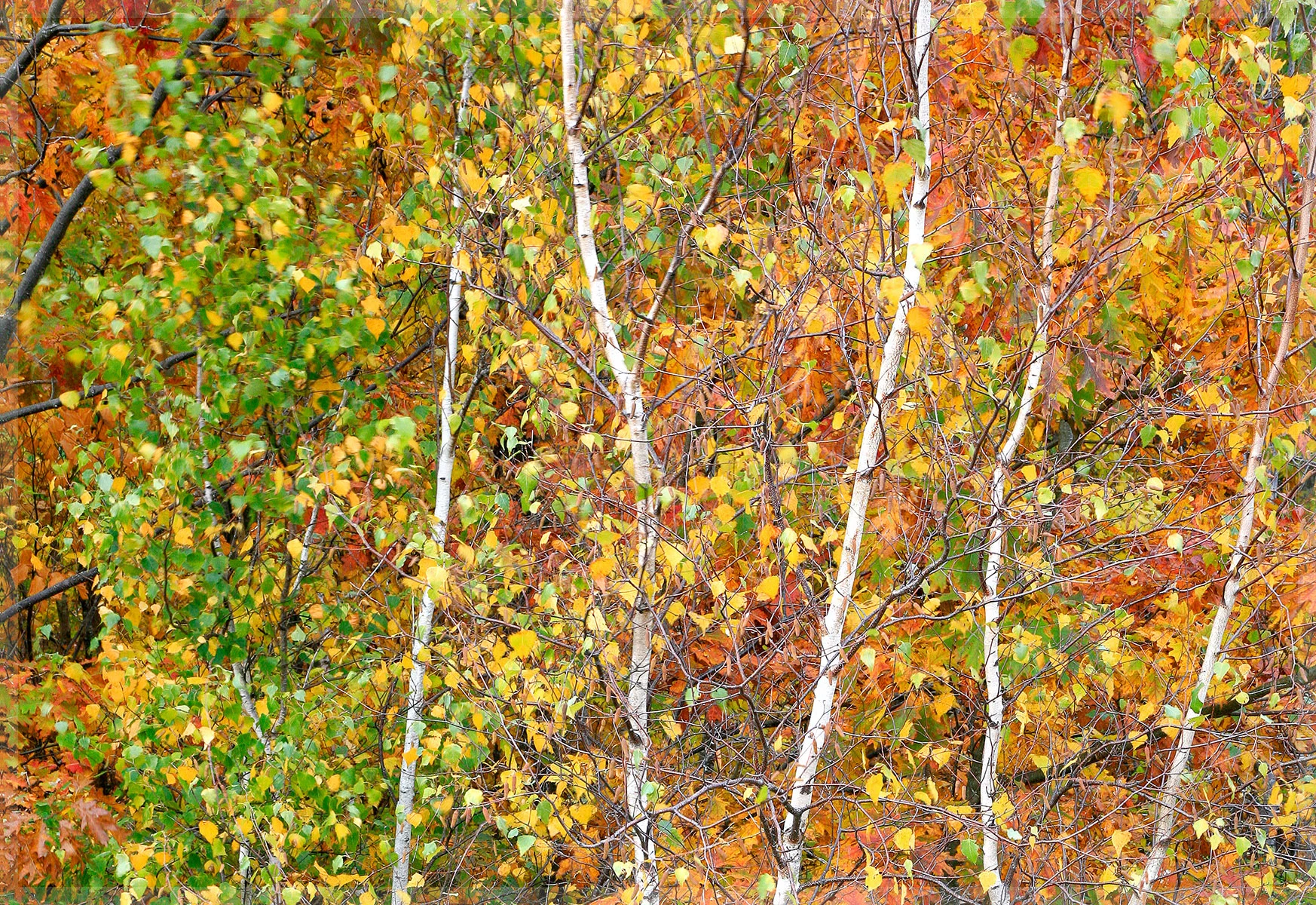Fall Aspens, Acadia 