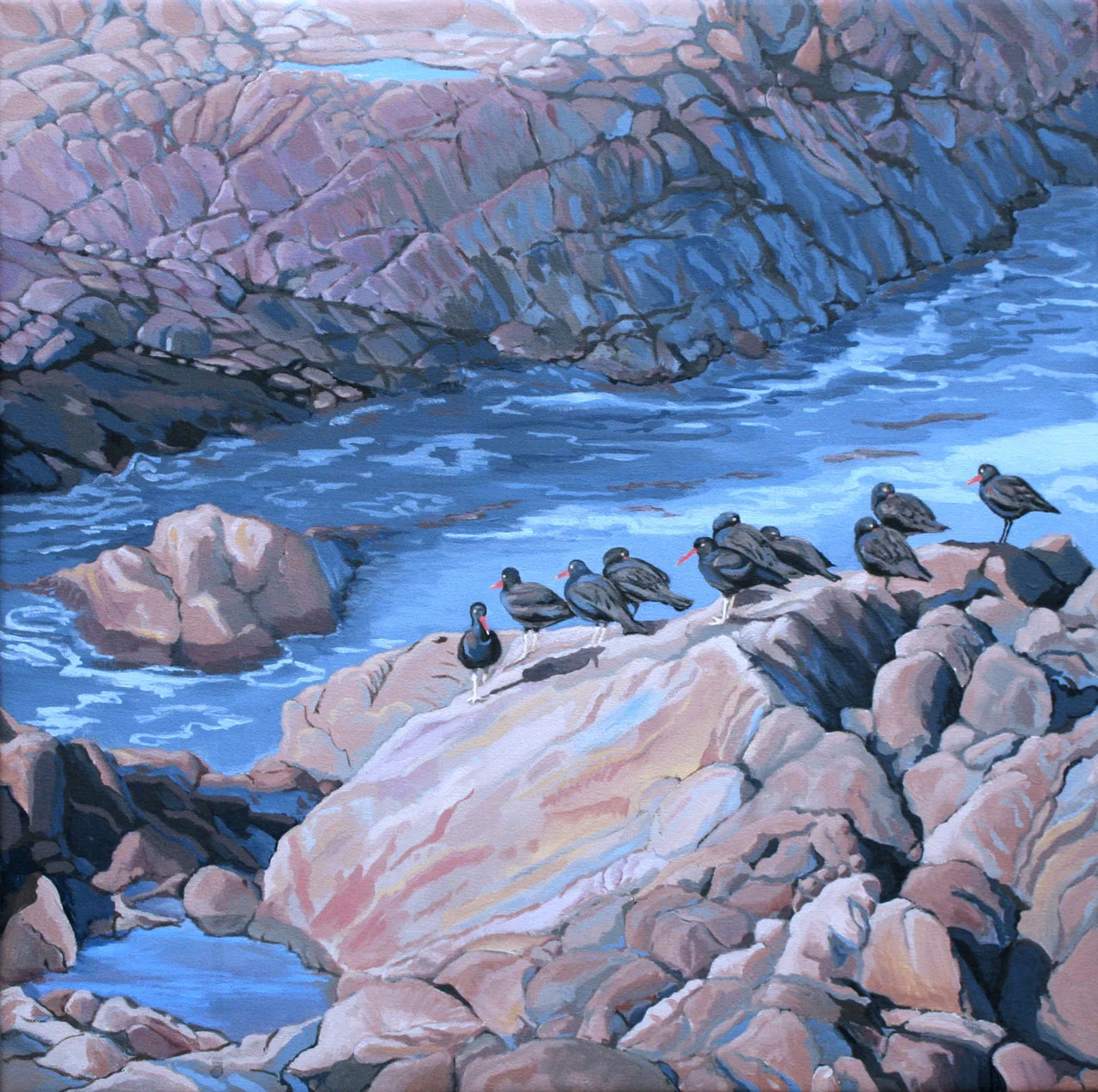 Oystercatcher Morning