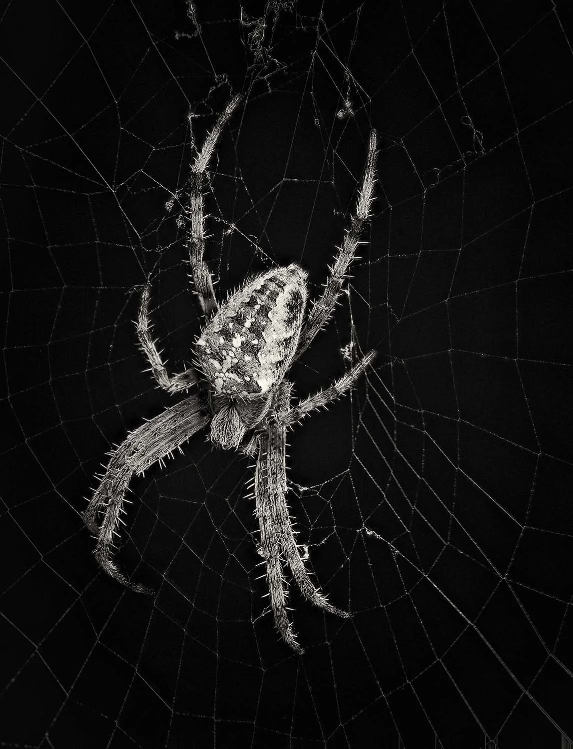 Araneus diadematus (cross orb weaver)