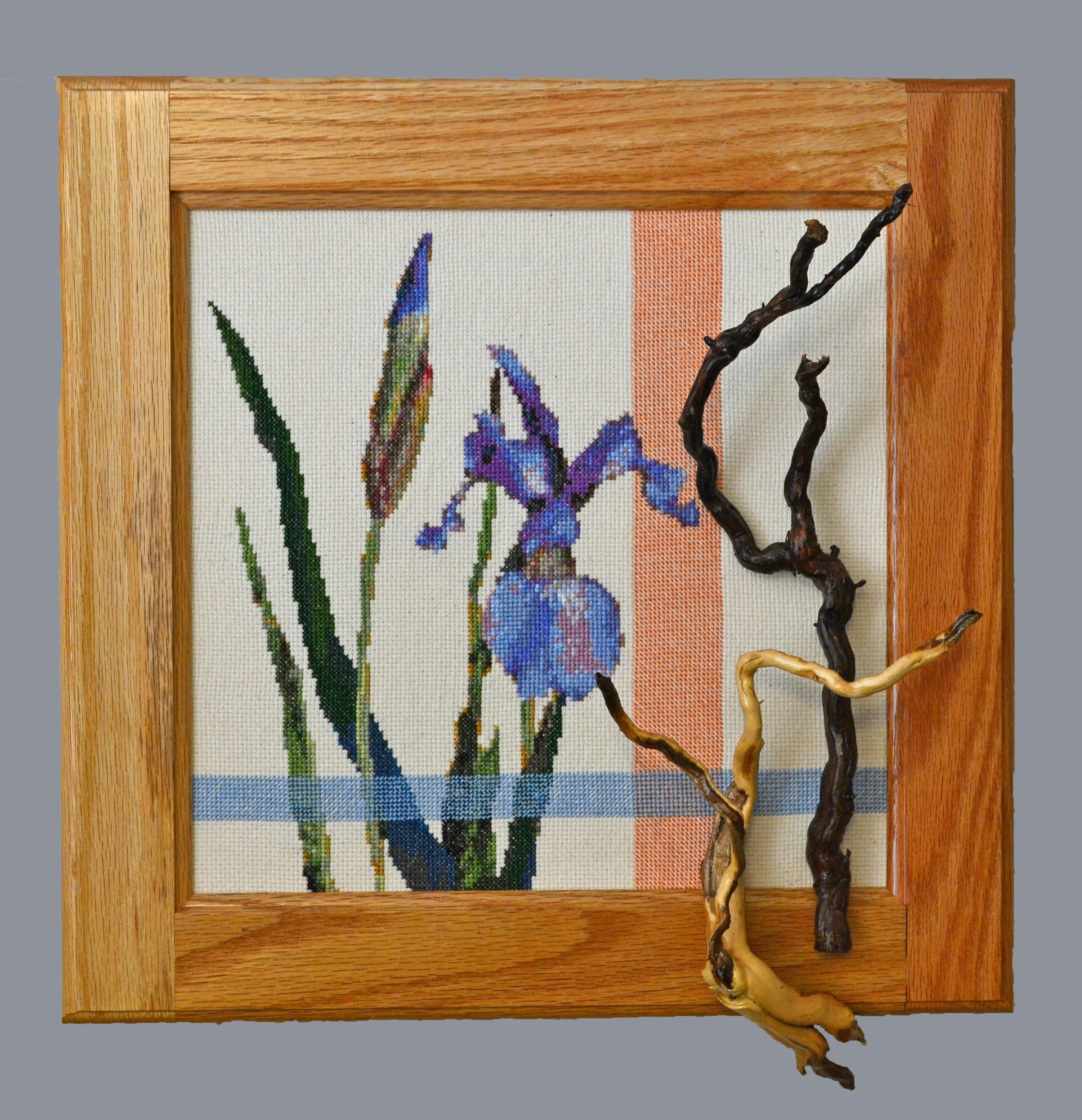 Siberian Iris with Roots
