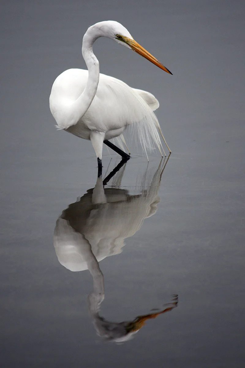 Great White Egret