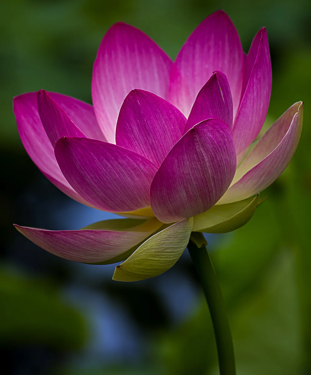Lotus in Pond