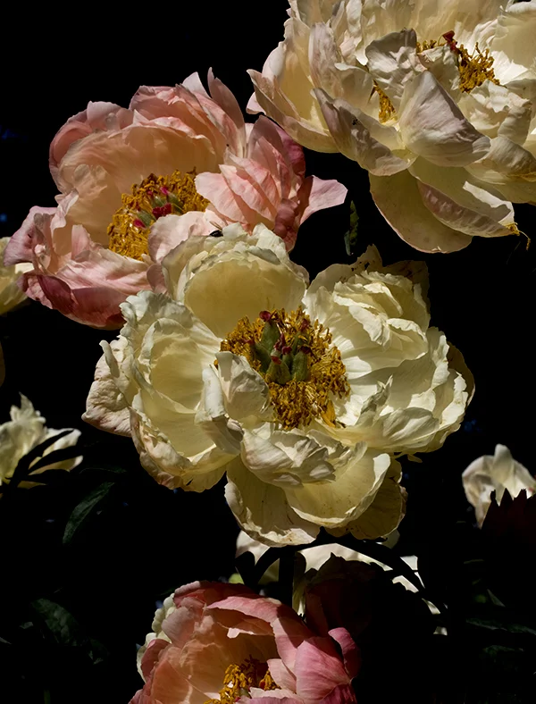 Peonies on Black