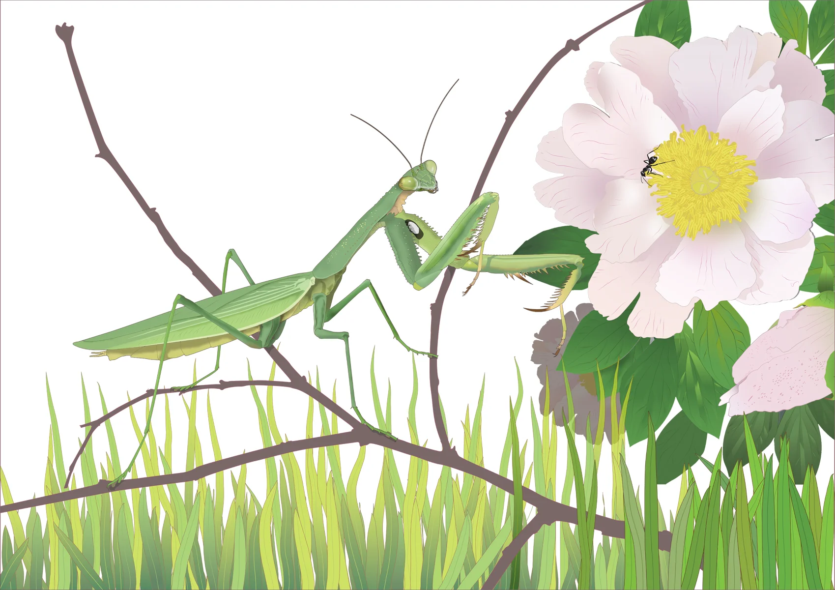 Mantid with Peony, digital print