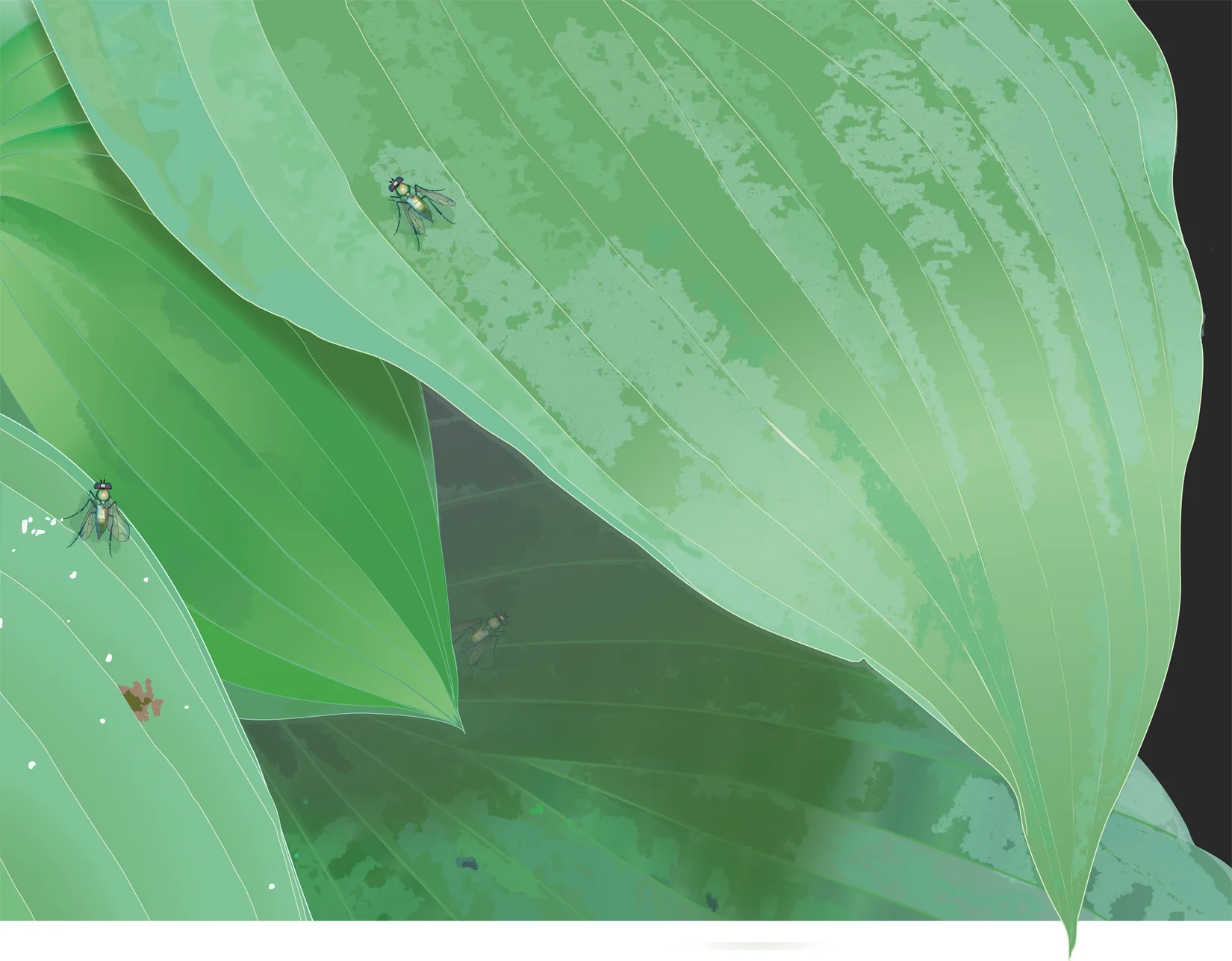 One Hosta, Three Flies, digital print 