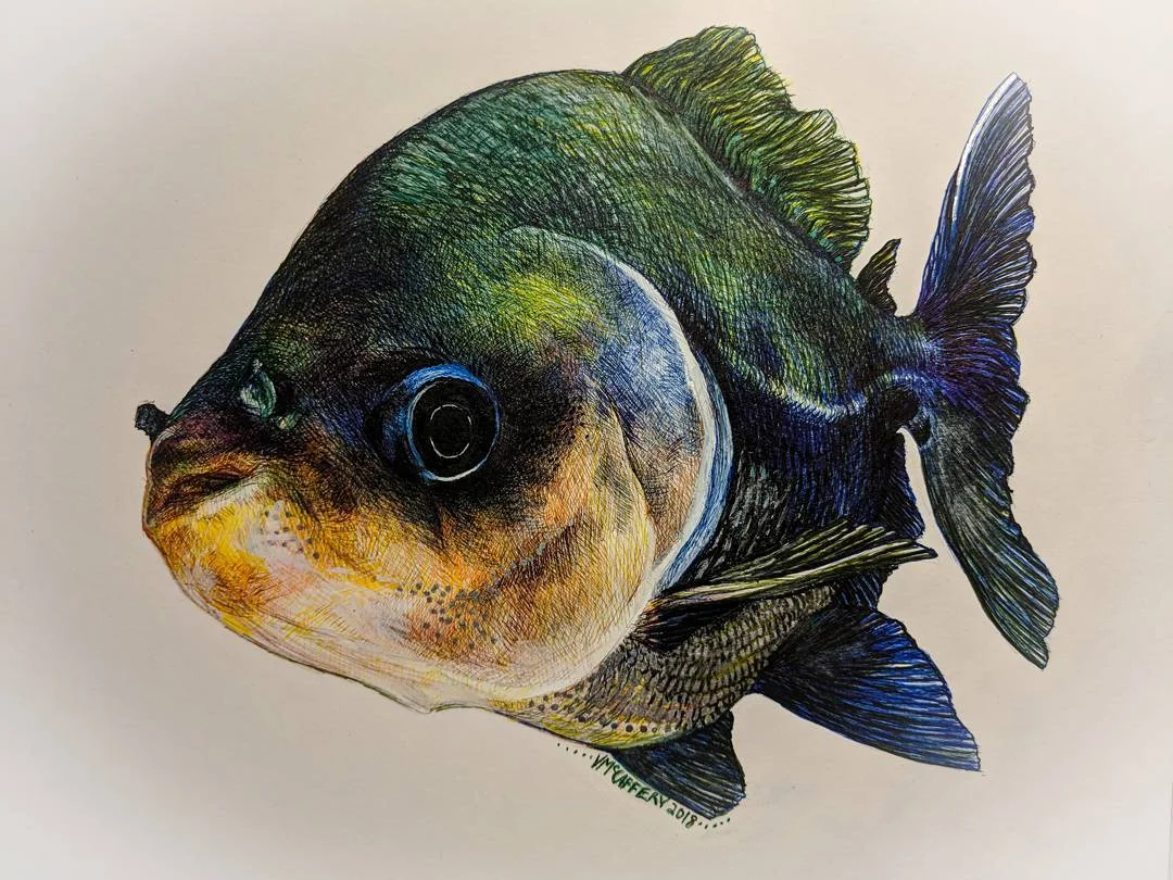 Fish