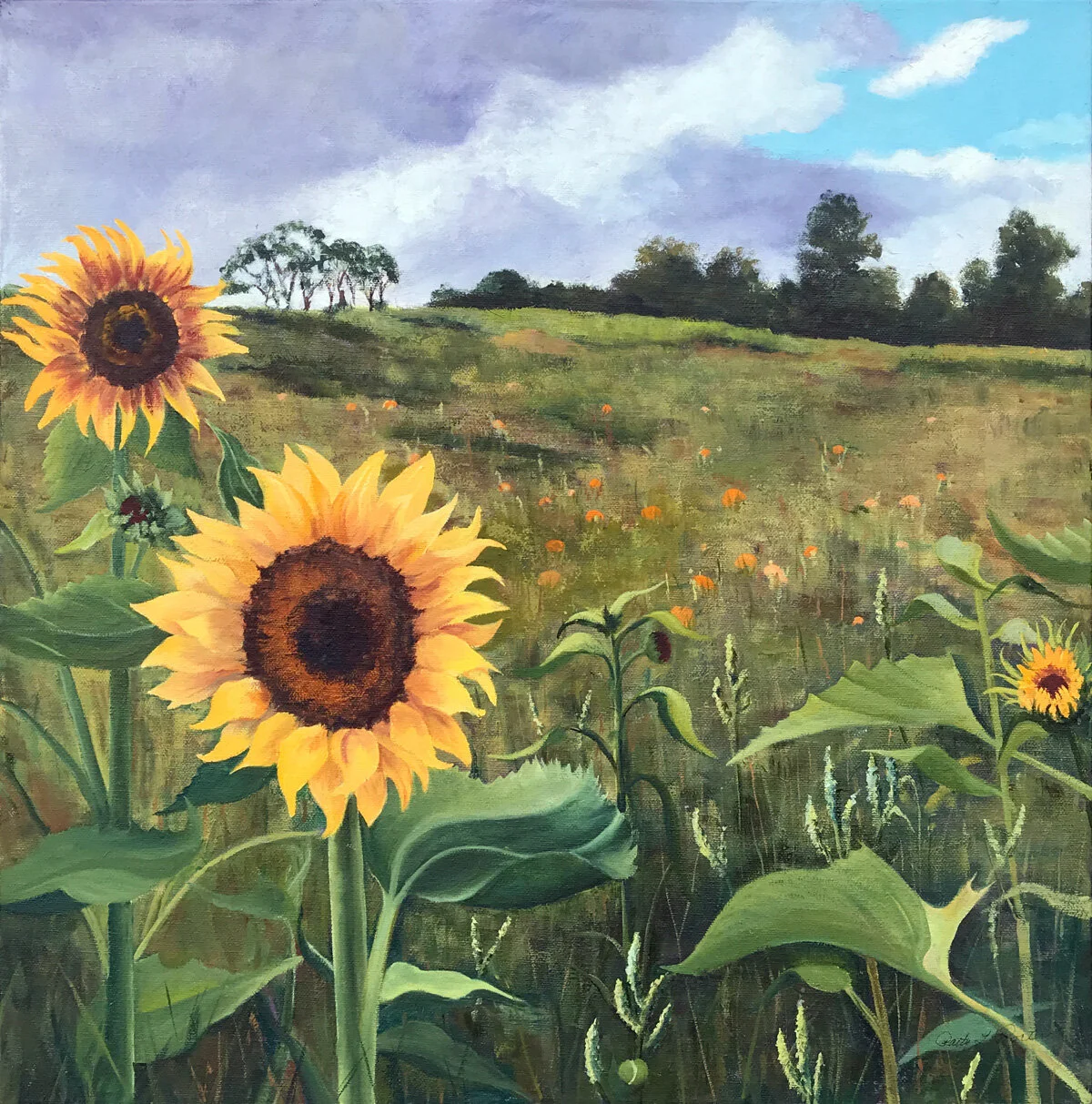 Sunflowers from Hayts Road