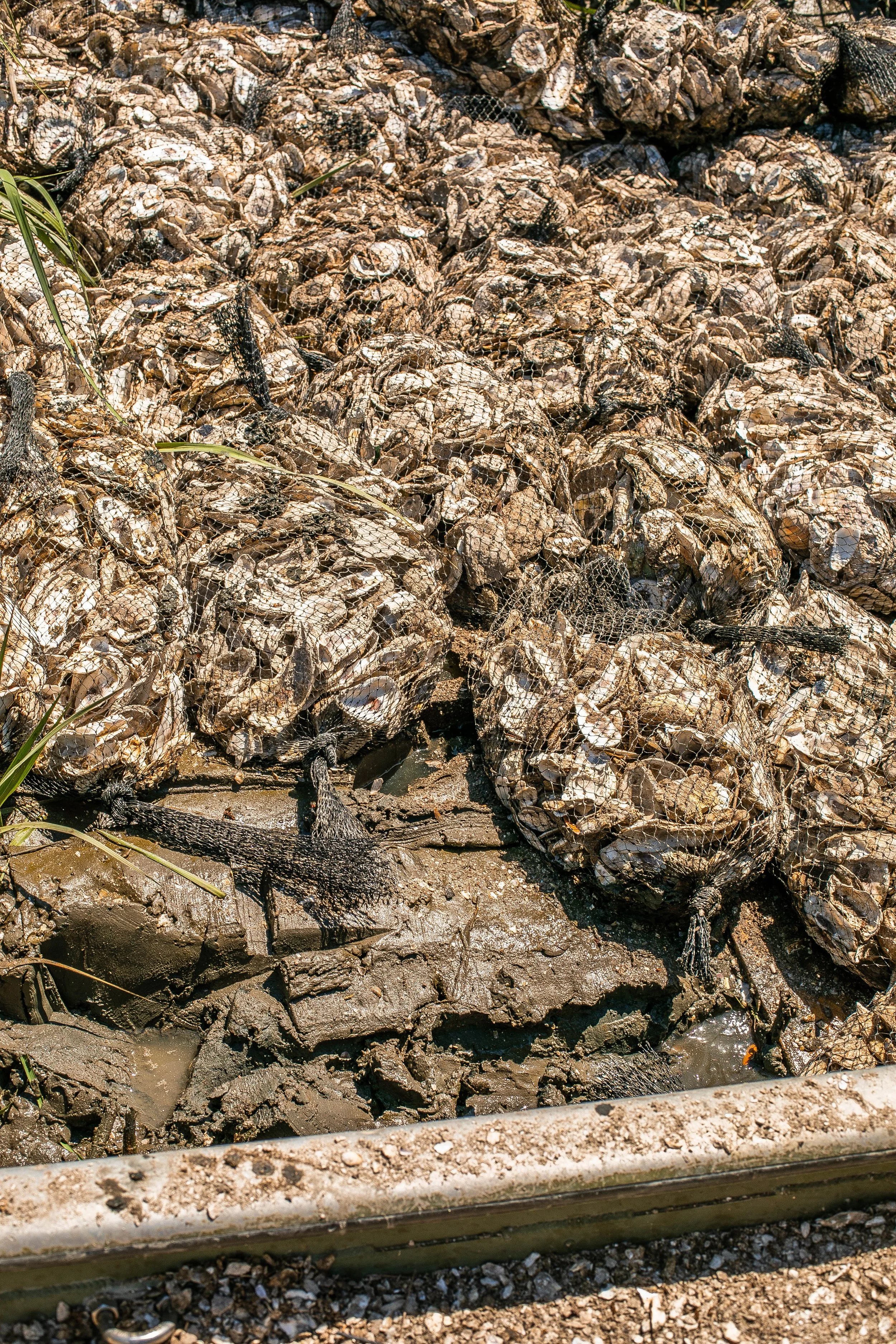 Reef-KeenEyeMarketing-070.jpg