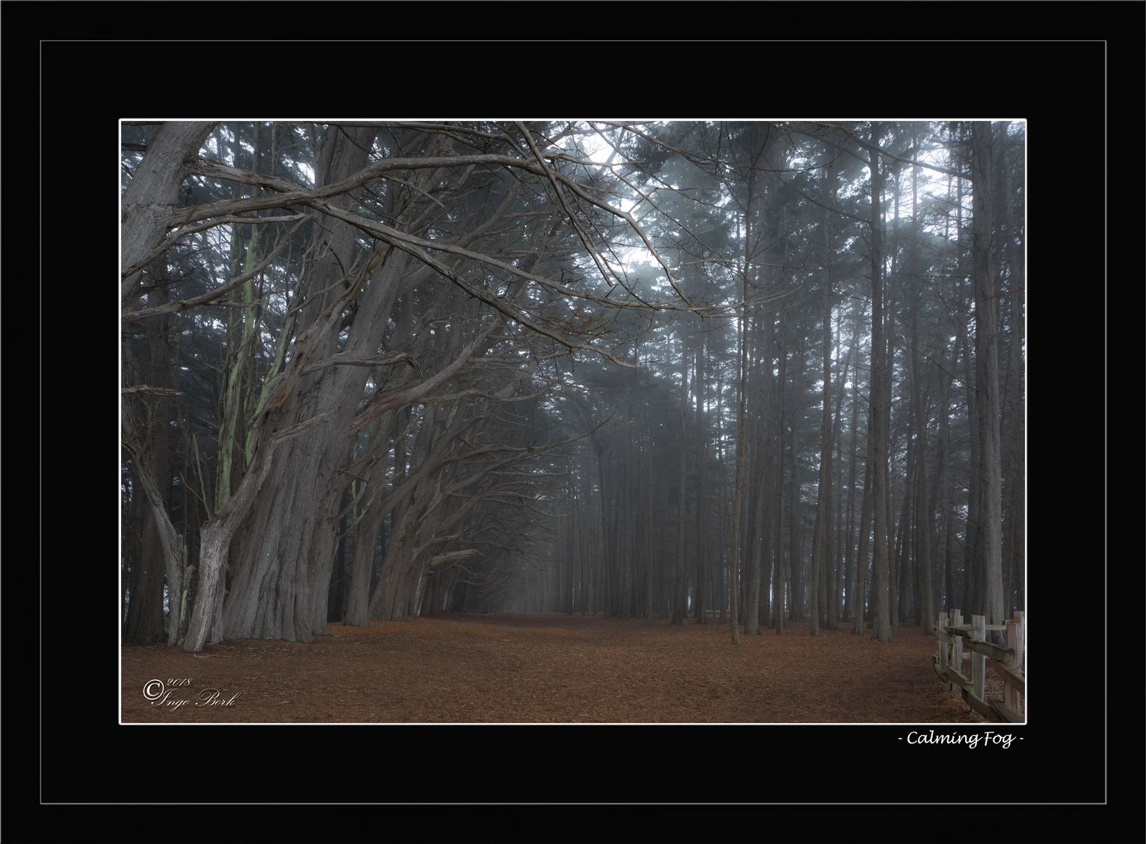 Calming Fog