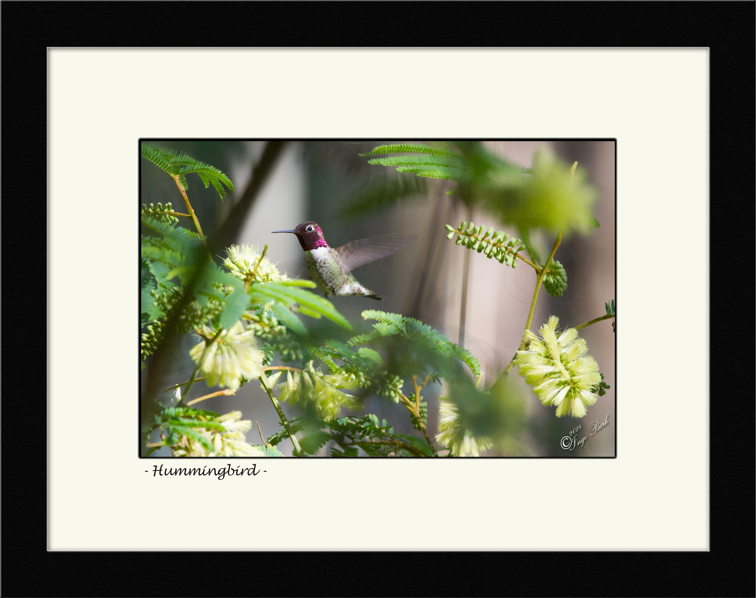 Hummingbird