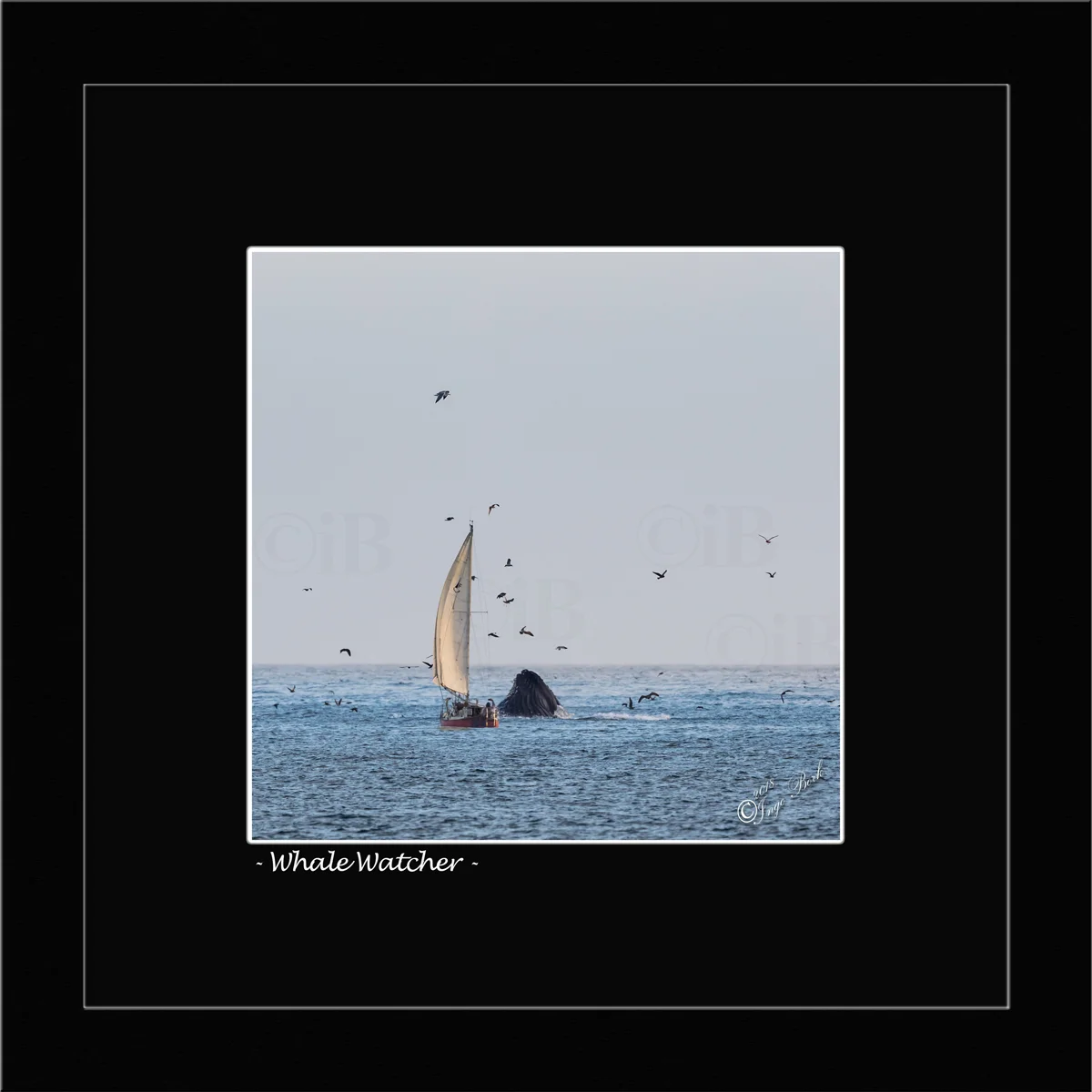 Whale Watcher