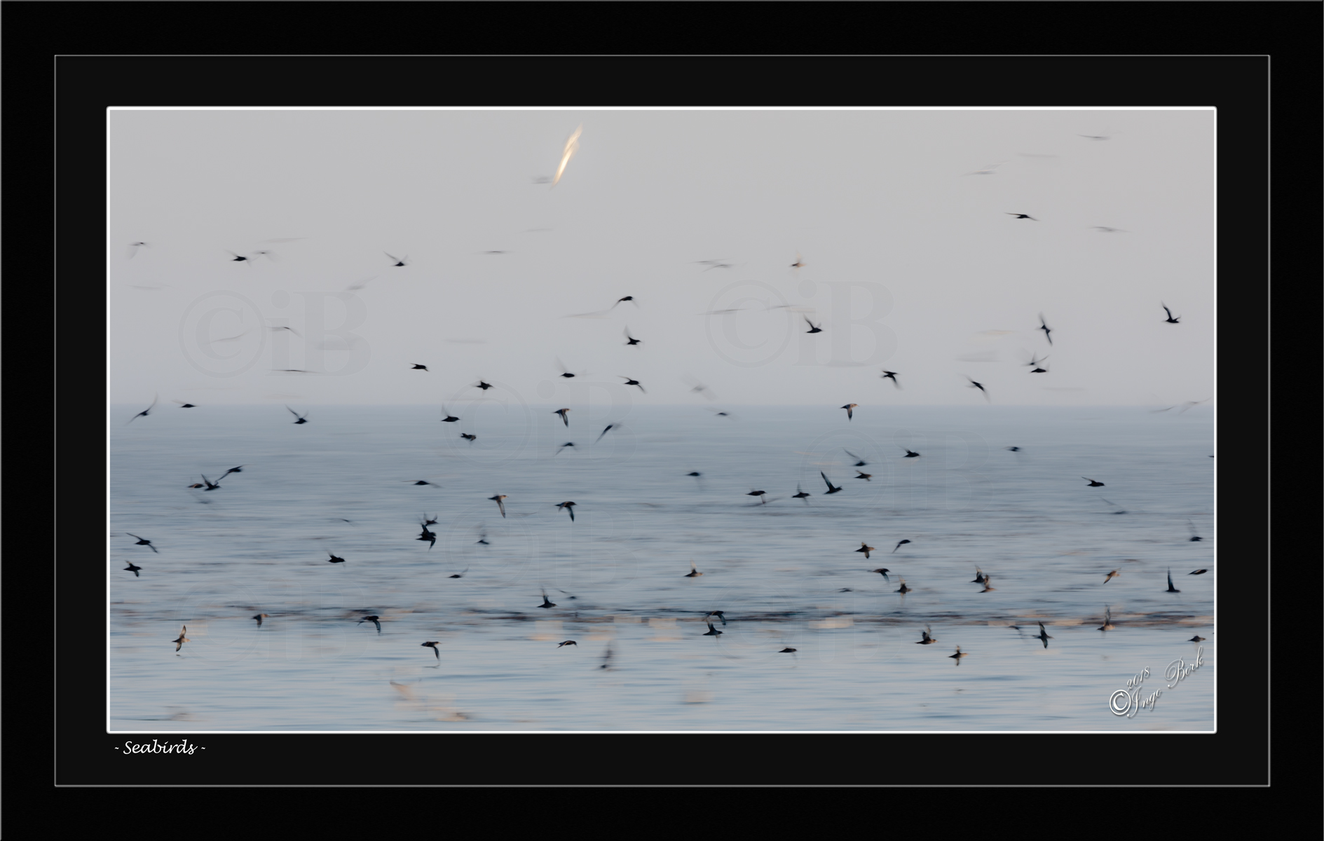 Seabirds