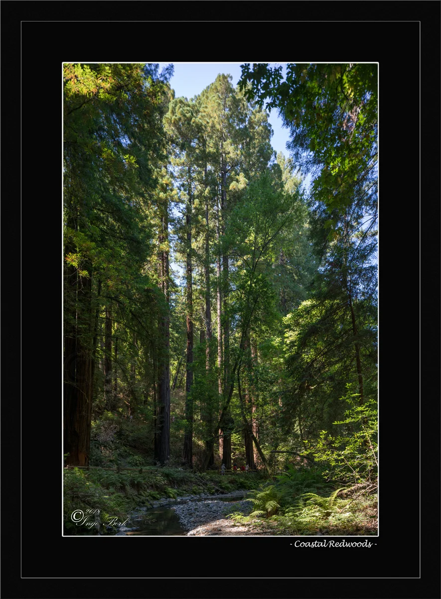 Coastal Redwoods