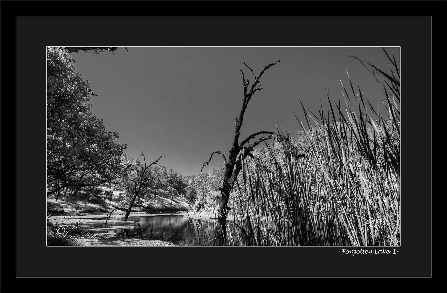 Forgotten Lake I