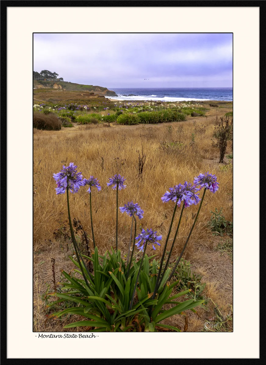 Wildflowers at Montara State Beach
