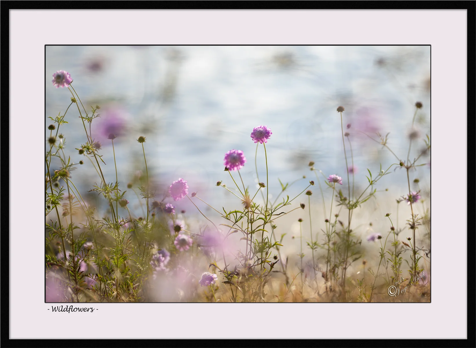Wildflowers