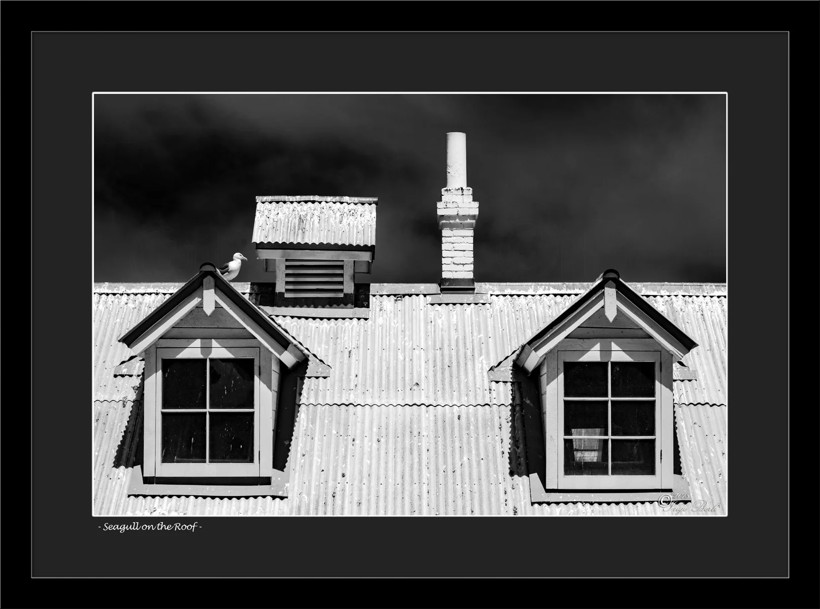 Seagull on the Roof