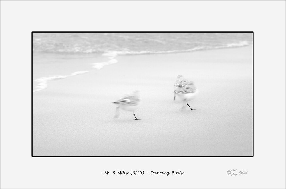 My 5 Miles (08) - Dancing Birds.jpg