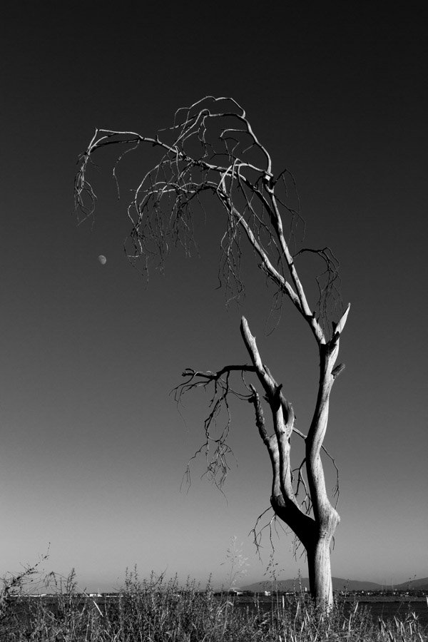 16-Dead Tree and Half Moon.jpeg