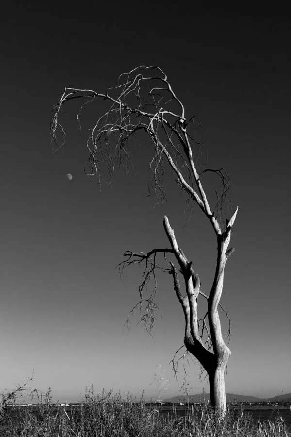 16-Dead Tree and Half Moon.jpeg