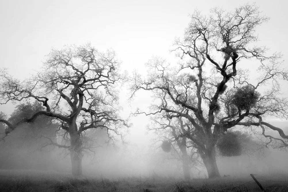 Fog_and_Clouds-18.jpeg