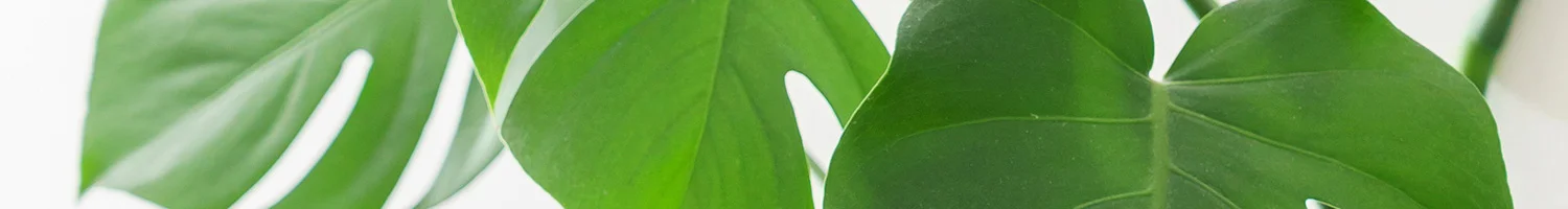 AdobeStock_146198149.jpg