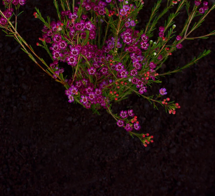Dark, rich compost amended soil in San Diego County.