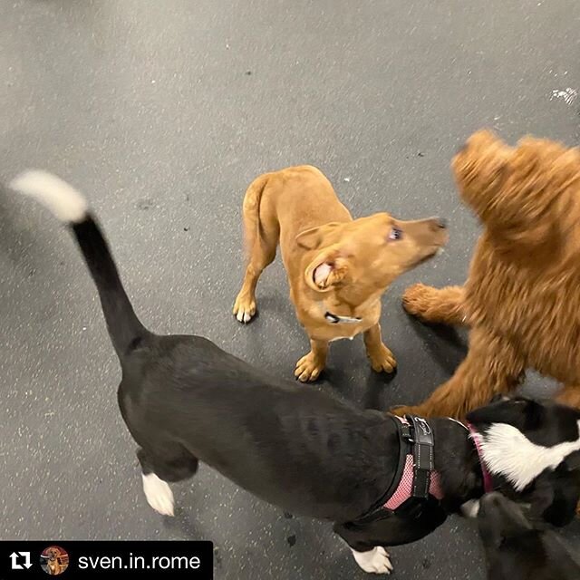 #Repost @sven.in.rome ・・・
Got to go to puppy play time at @wagandbrew this morning and played with my bestie @that.girls.got.moxie! #puppiesofinstagram