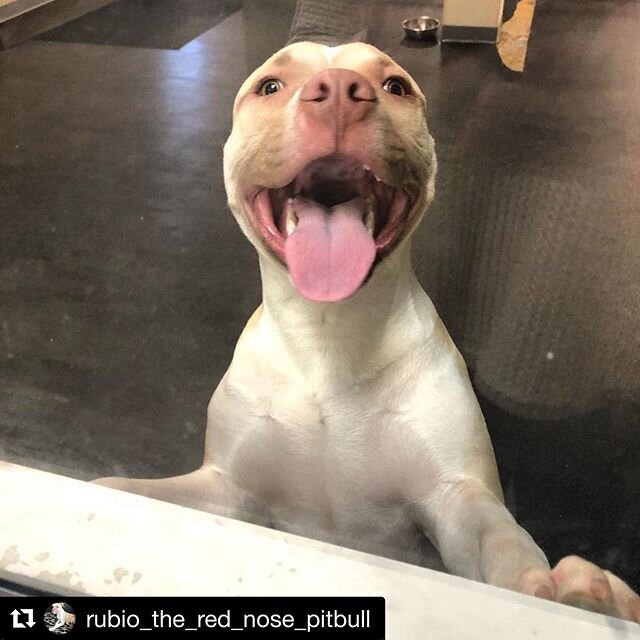 #Repost @rubio_the_red_nose_pitbull ・・・
#rubio #pitbull #pitbullsofig @wagandbrew