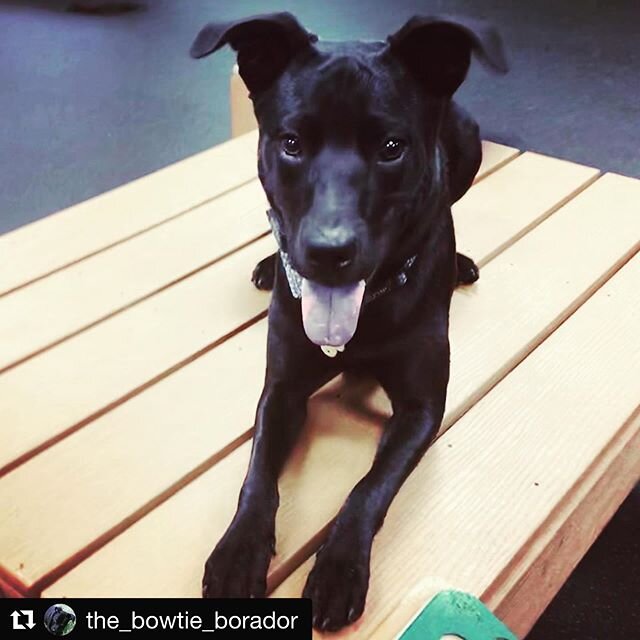 #Repost @the_bowtie_borador ・・・
Sunday funday at my happy place @wagandbrew .
.
.
#wagandbrew #wagandbrewpups #wagandbrewnews #dog #doggy #doggo #dogsofinstagram #dogstagram #dogsofinstaworld #dog_features #doglover #rescuedog #rescuedogsofinstagram 
