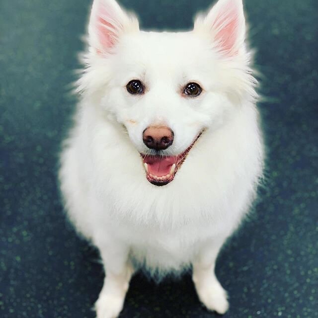 #Repost @boo_n_roo_adventures ・・・
Sunday Play Day is da best day! #wagandbrew #puppyplayday #sundayplayday #dogsofinstagram #dogstagram #dogs_of_instagram #dailydog #dogsofig #americaneskimo #americaneskimosofinstagram #eskie_spitz #eskiesofig #eskie