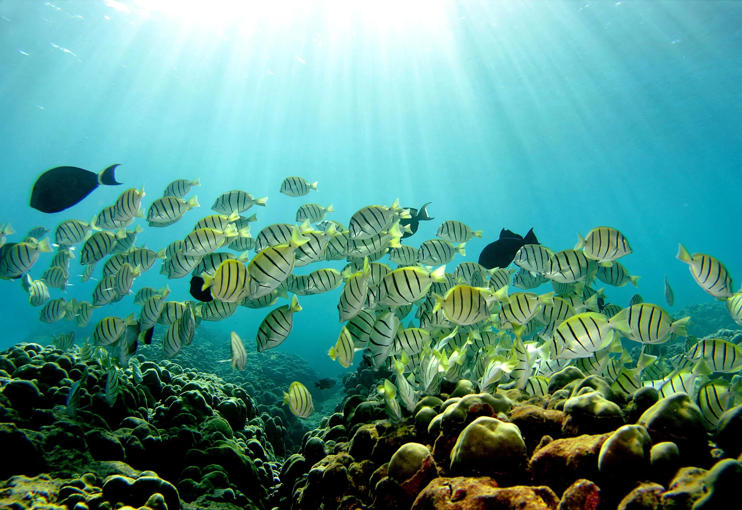 Malama Kai Foundation