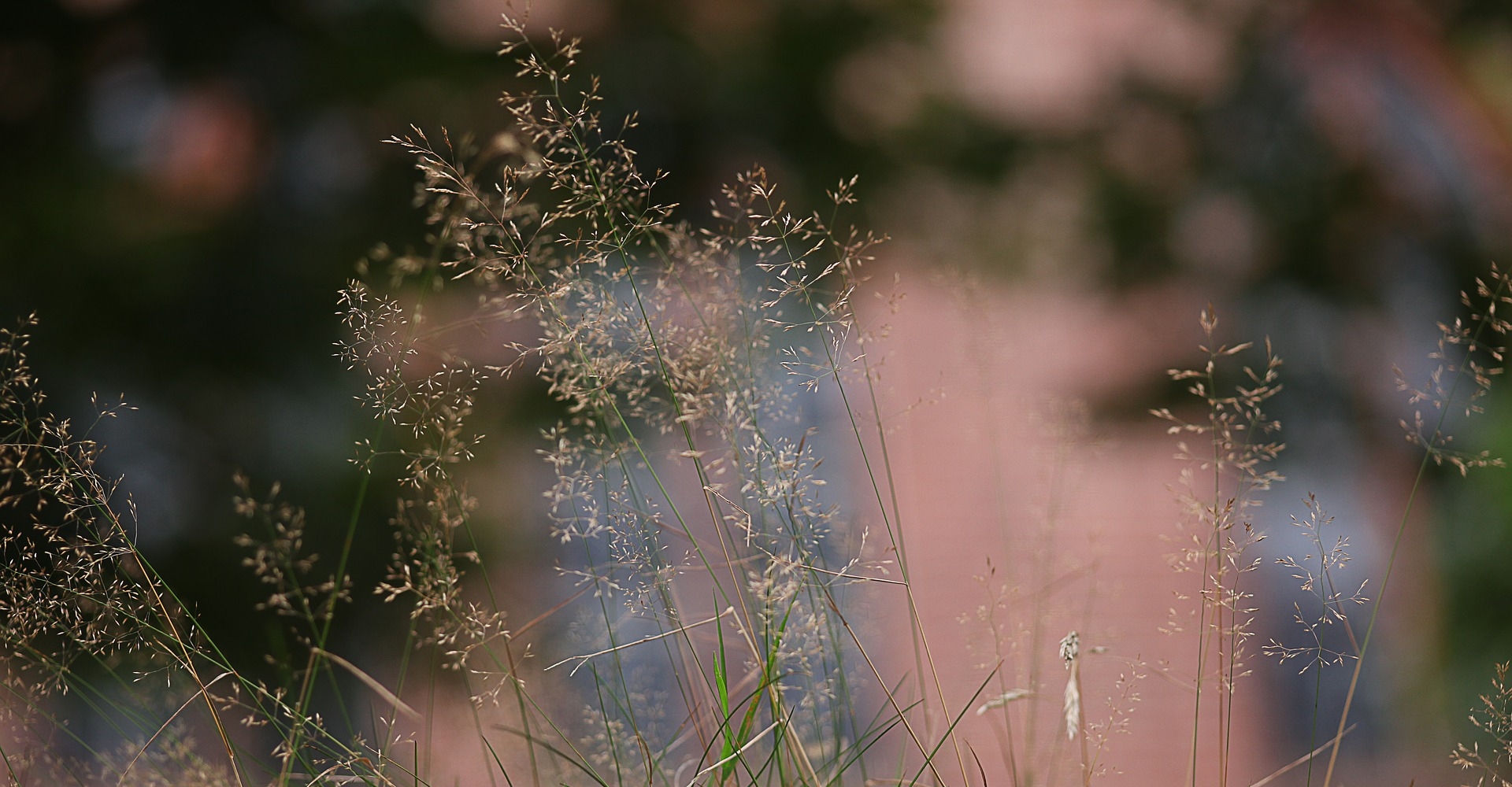 grass-1592372_1920.jpg