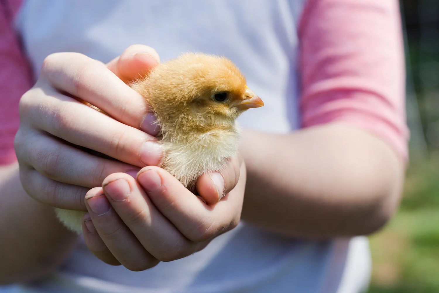 chick.pi.jpg