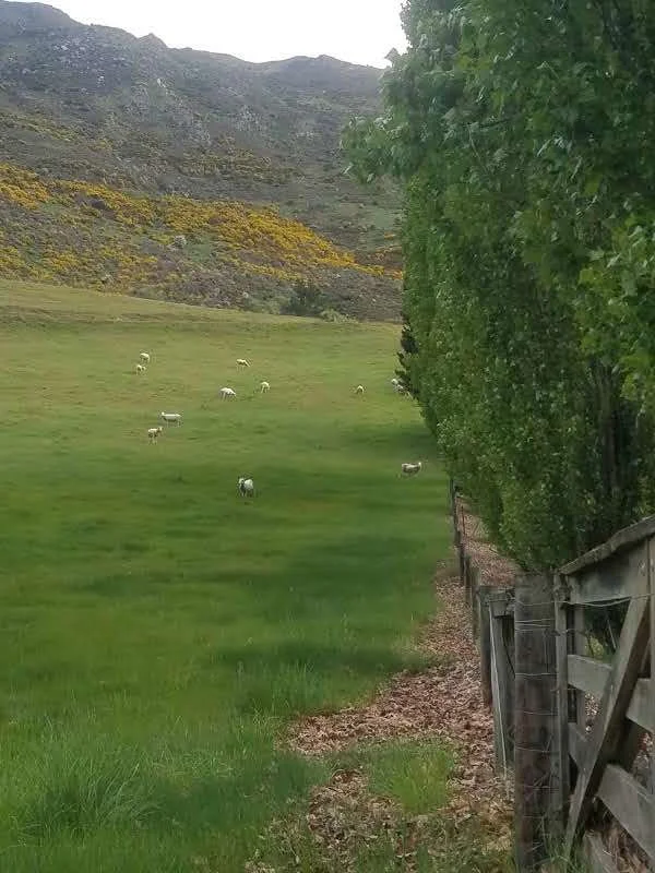 Field near Wanaka. Photo credit: Caitlin Scarano.