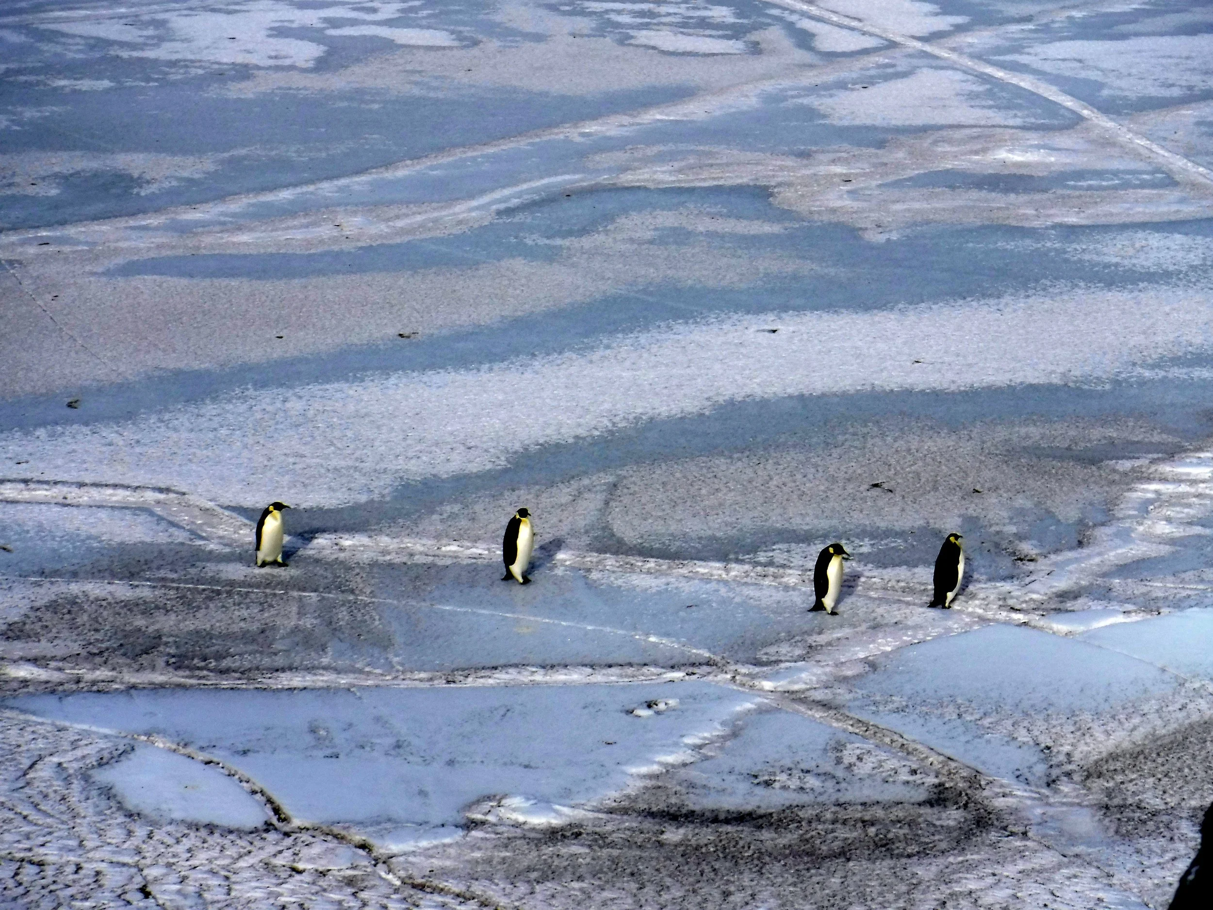 Emperor penguins on the sea ice. Photo credit: Caitlin Scarano.