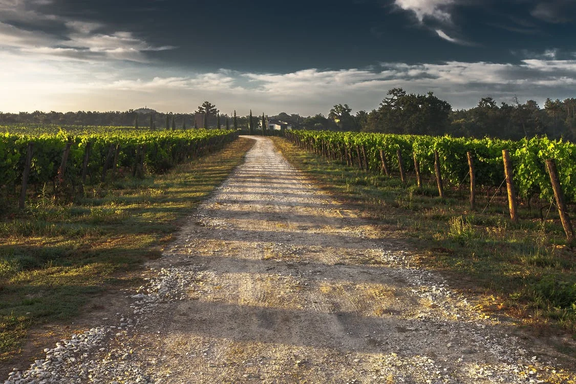 Vineyard-dirt-road.jpg