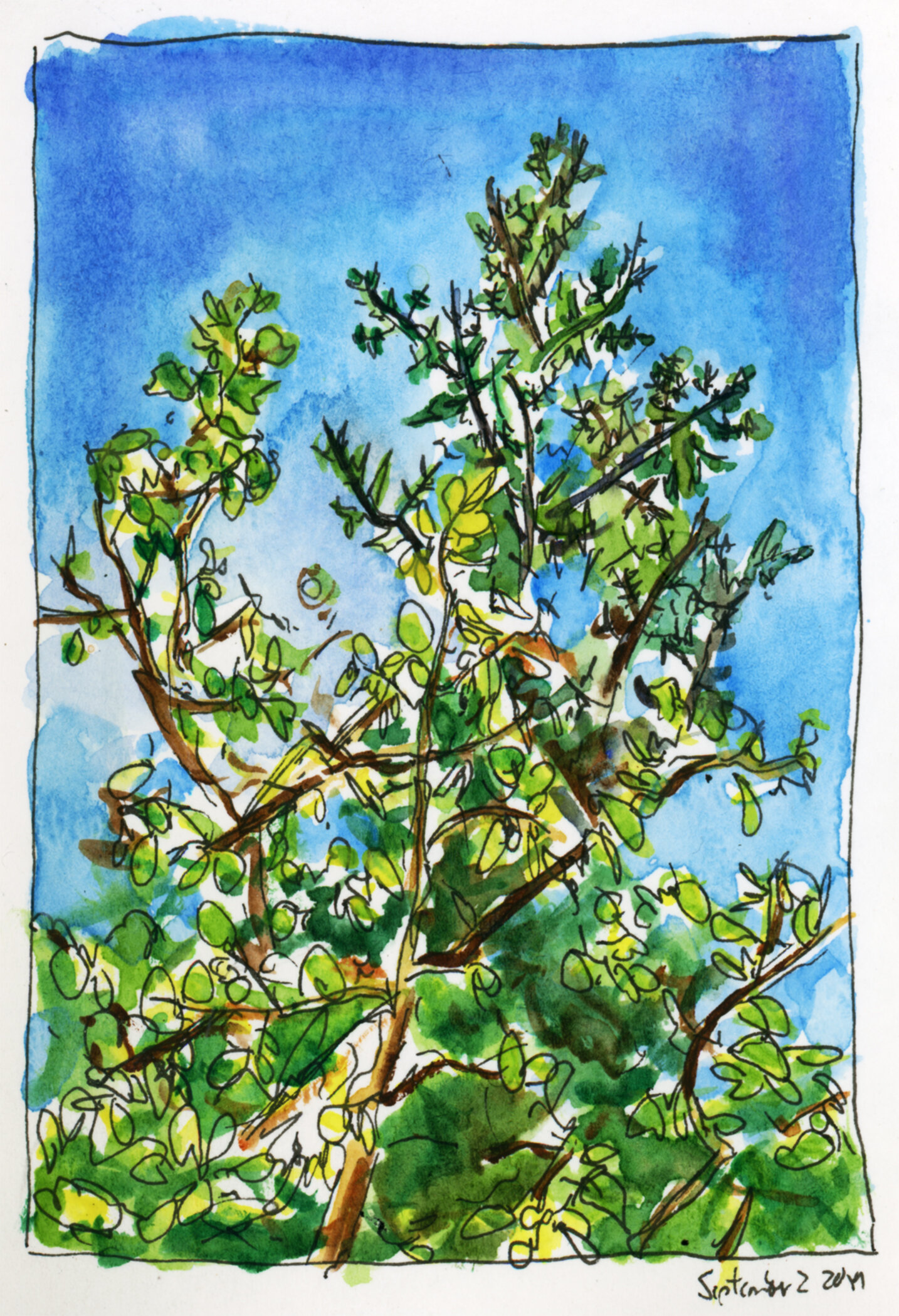 Cypress Hills Tree