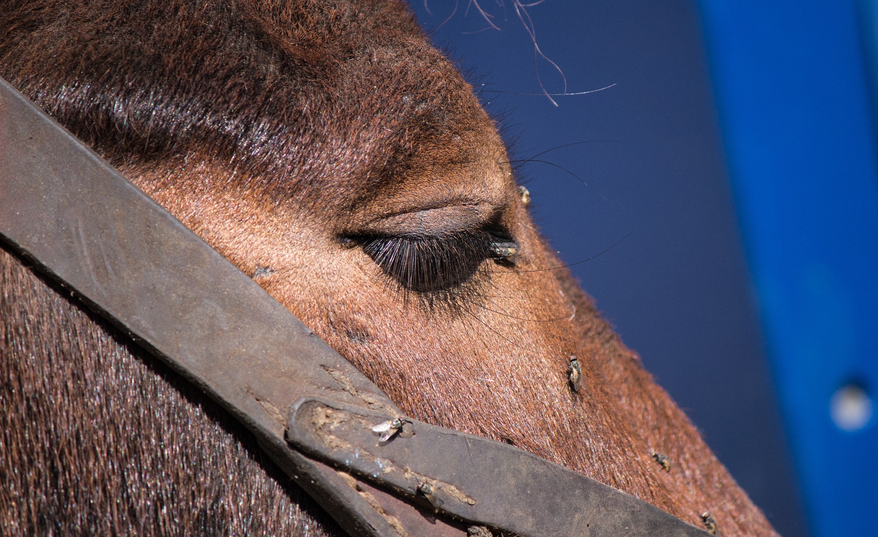 Horse Flies