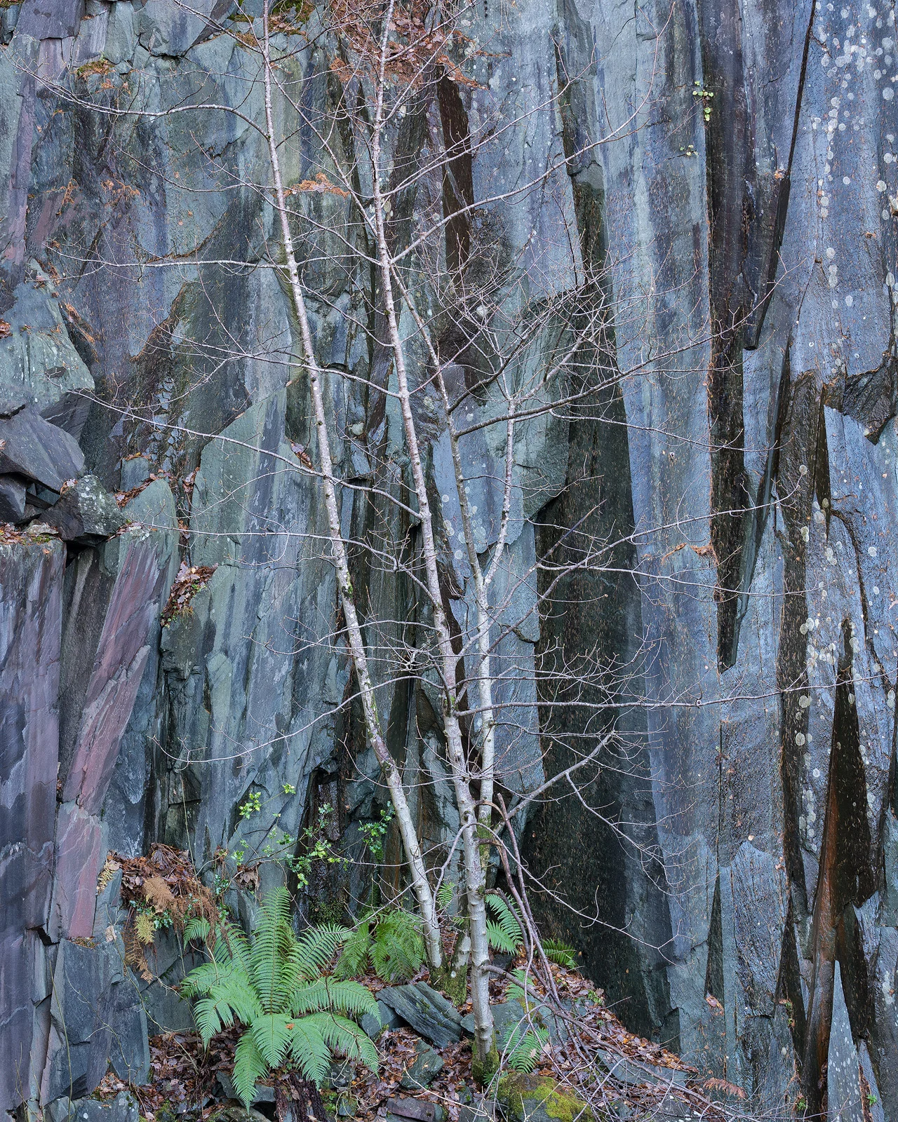 Dalt Quarry Birch.jpg