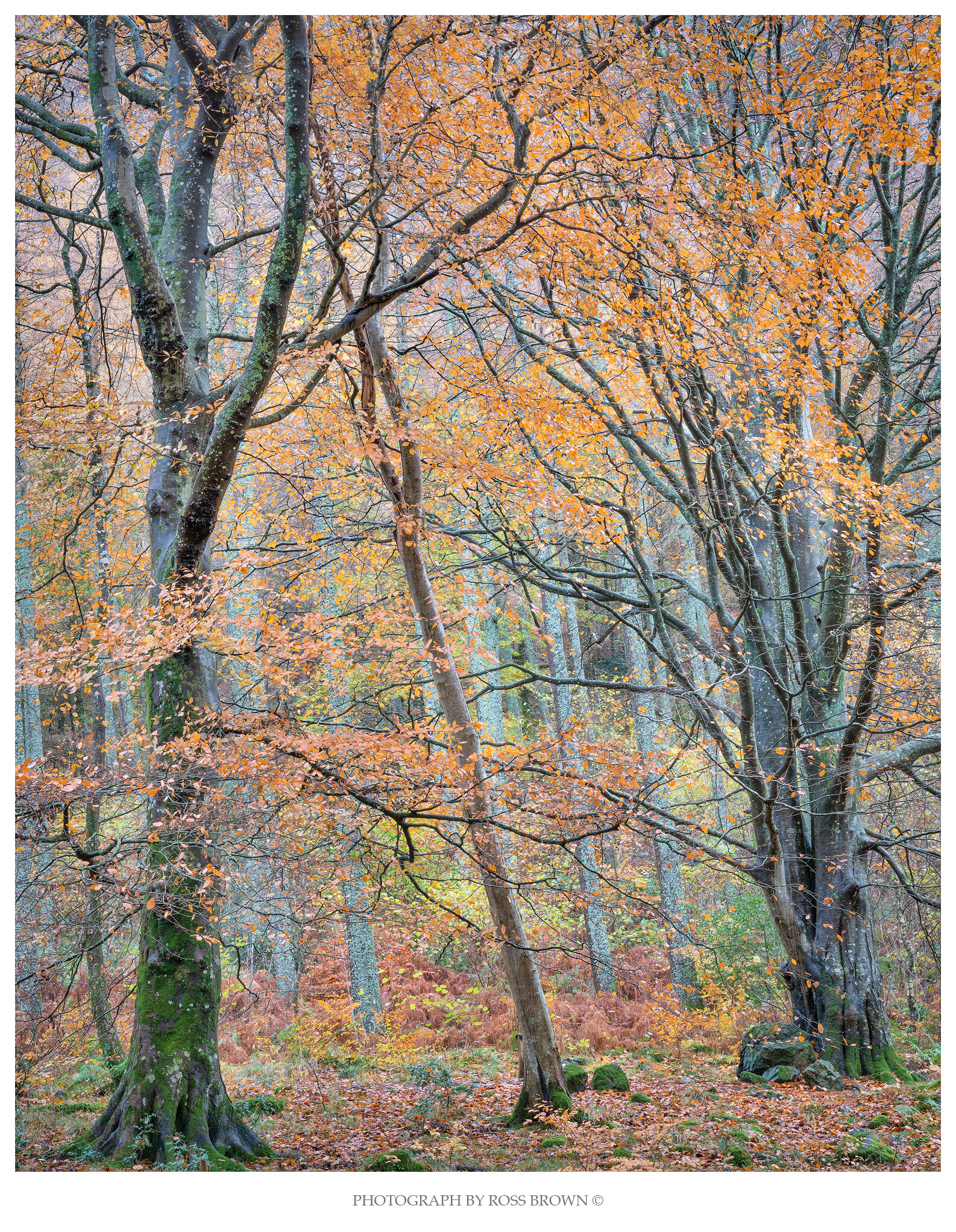 Beech Great Woods copy.jpg