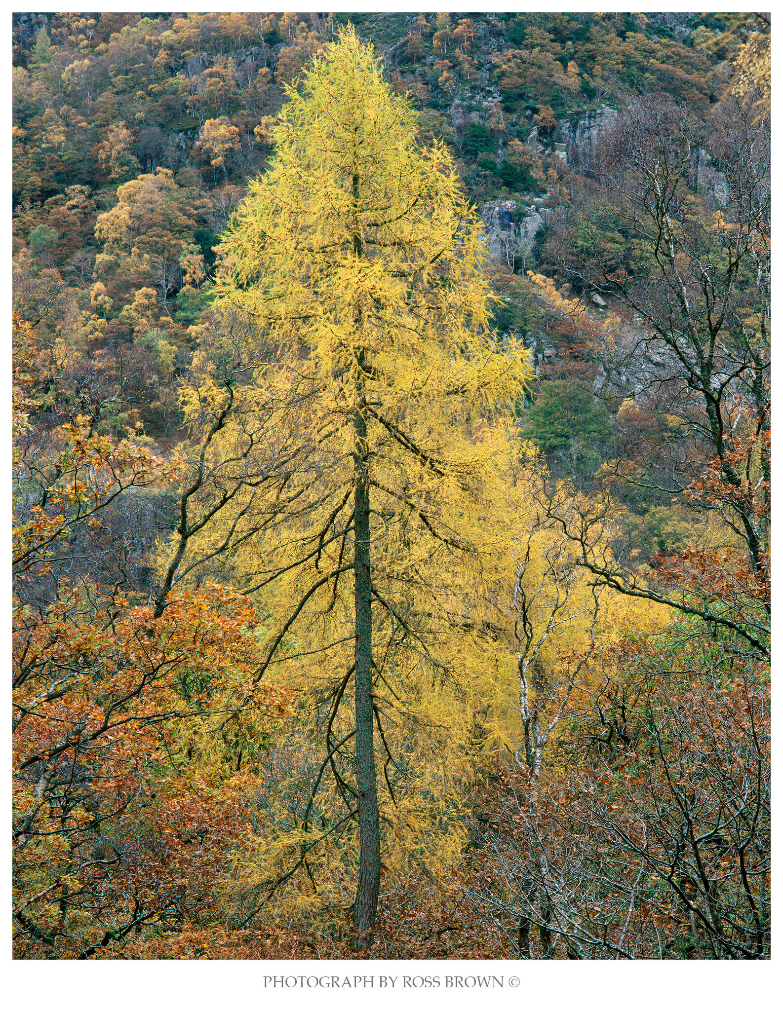 Borrowdale Larch layers copy.jpg