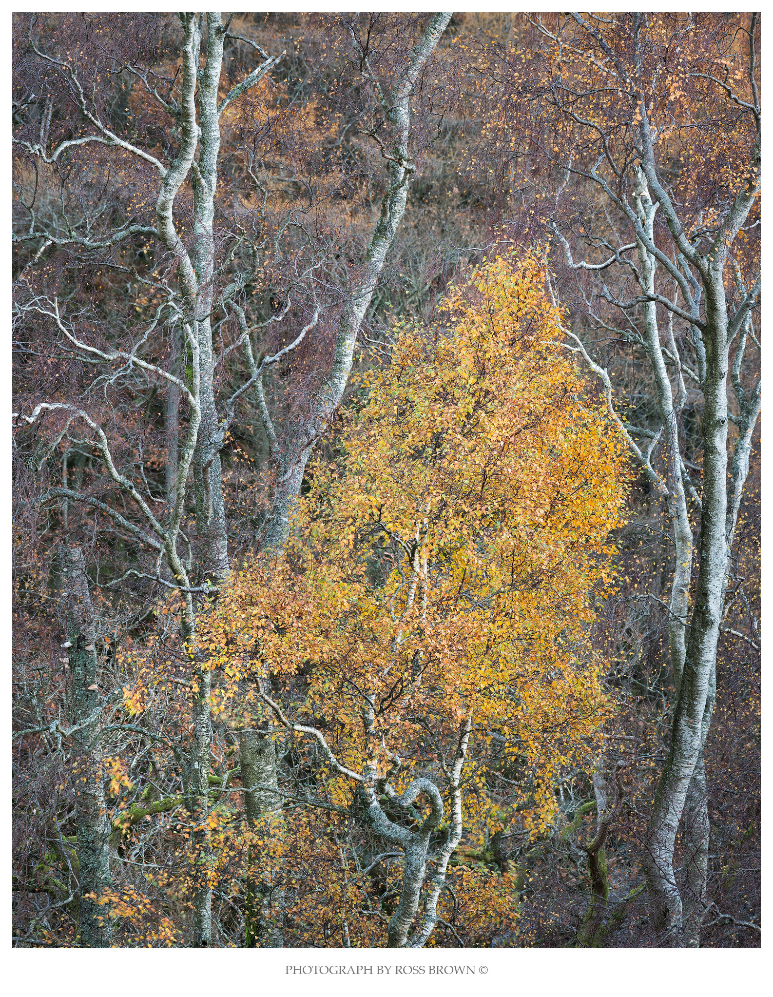 Sherpherds Crag Birch copy.jpg