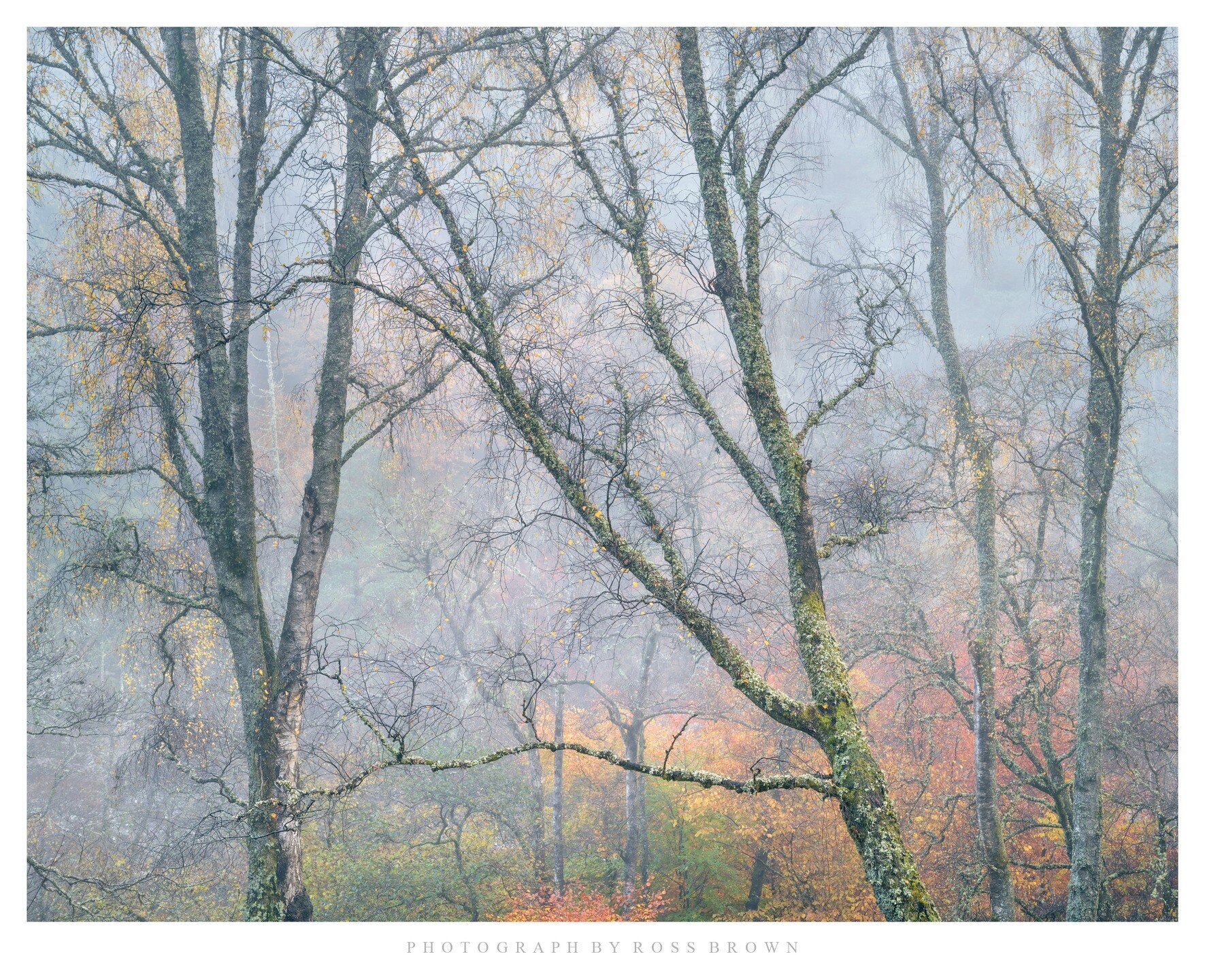 Silver Birch, Tummel Woods, Perthshire, November 2023

#nature #naturephotography #landscapephotography #natgeohub #natgeowild #natgeolandscape #JustGoShoot #InstaGood #InstaPhoto #PicOfTheDay #PhotoOfTheDay #Photogram #Capture#PhotographyDaily #Phot