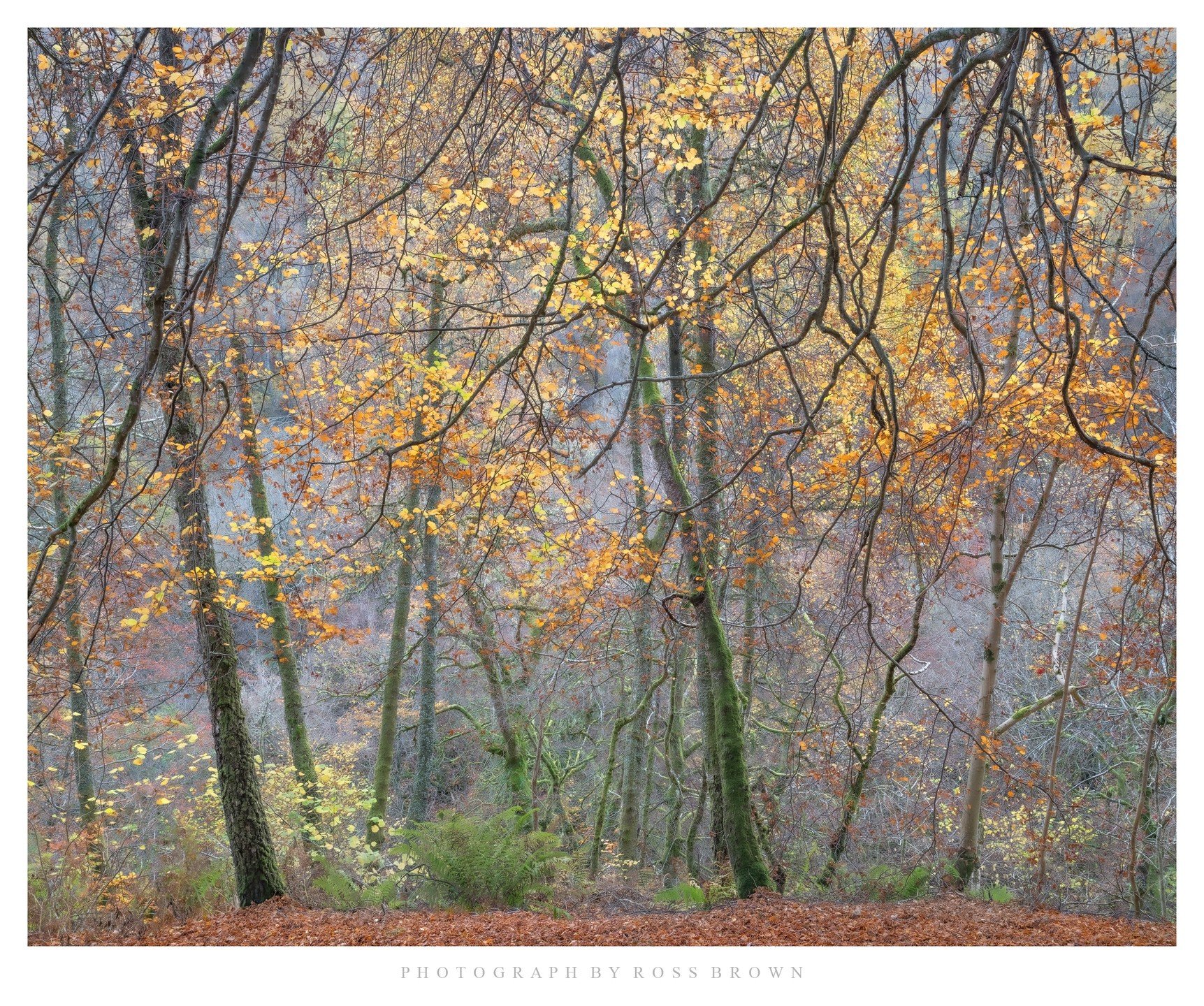 Beneath the Canopy, Nr Aberfeldy, Perthshire, Scotland, November 2024

#nature #naturephotography #landscapephotography #natgeohub #natgeowild #natgeolandscape #JustGoShoot #InstaGood #InstaPhoto #PicOfTheDay #PhotoOfTheDay #Photogram #Capture#Photog