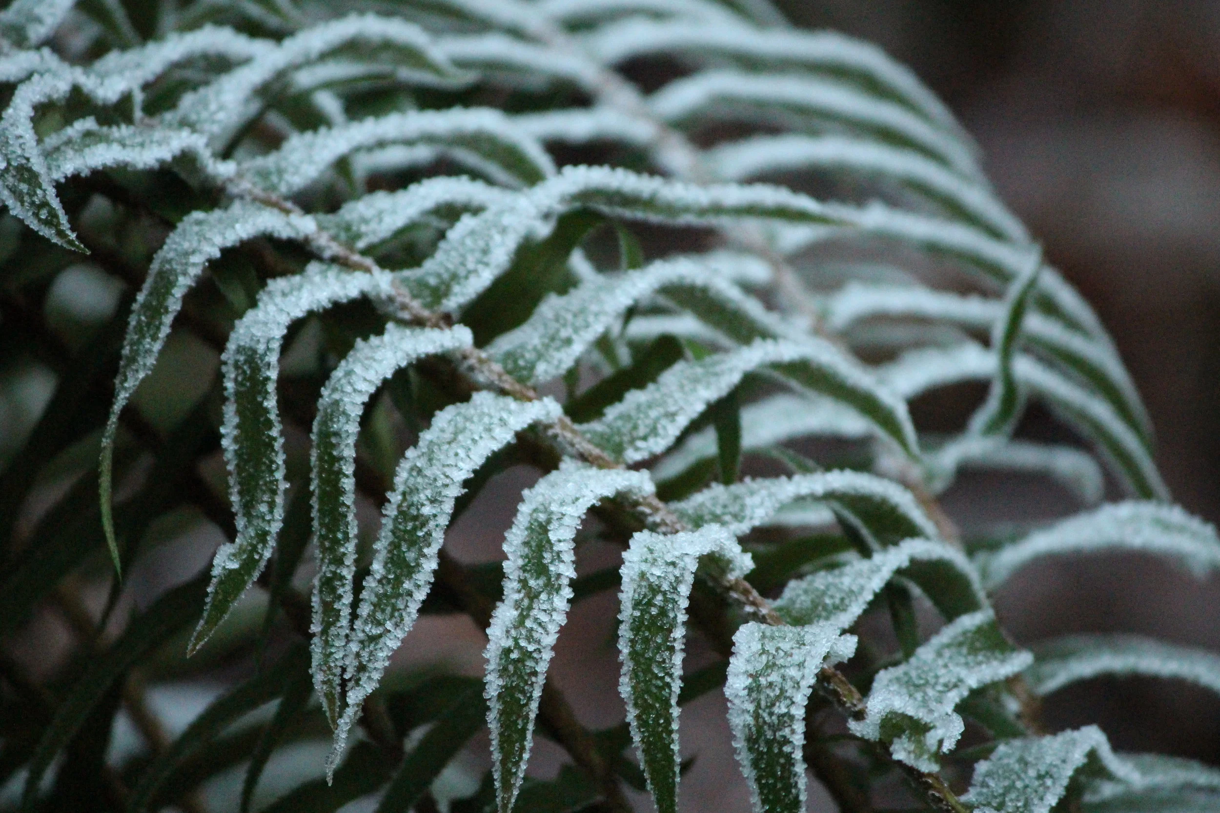 frozen ferns