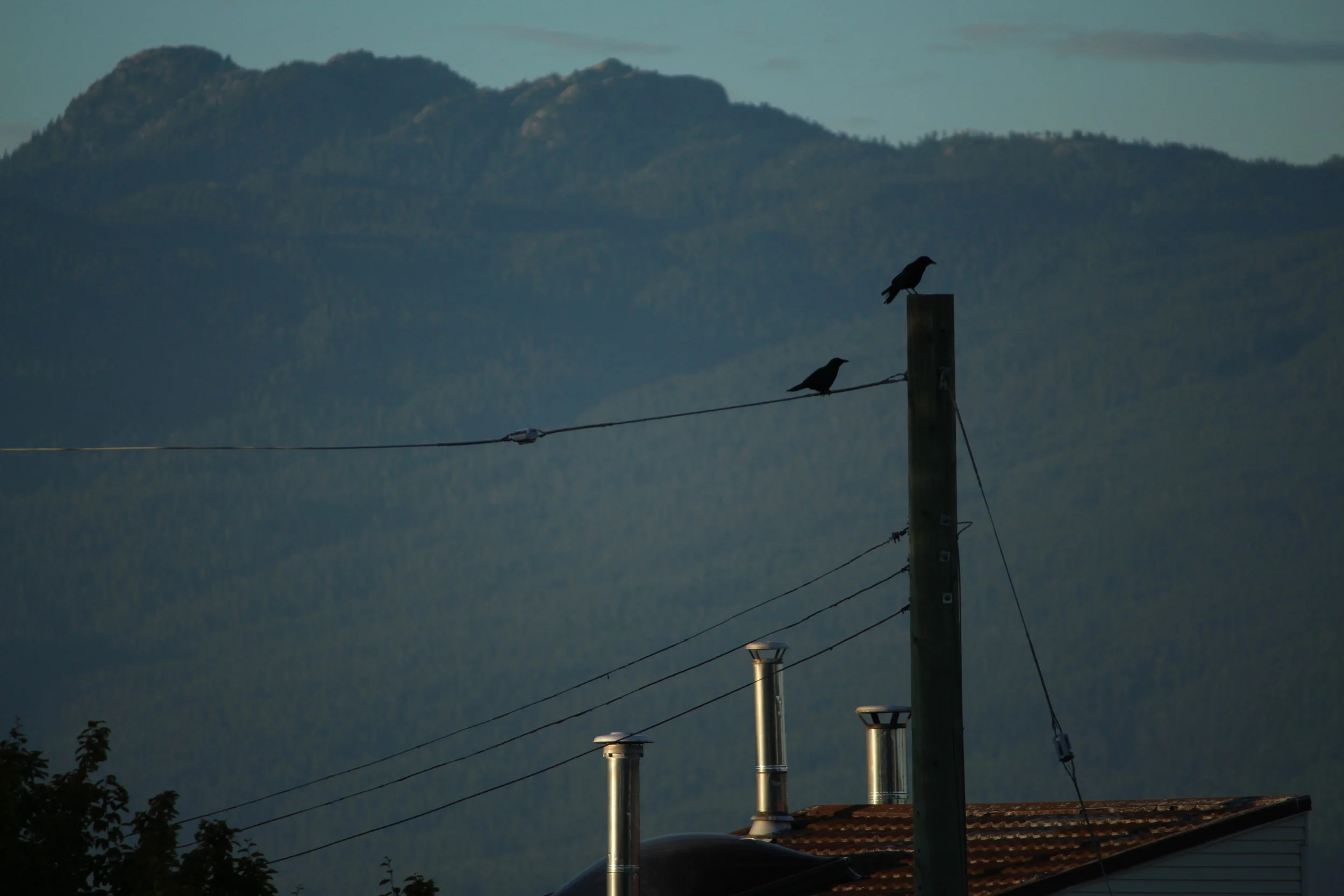 The crows are watching